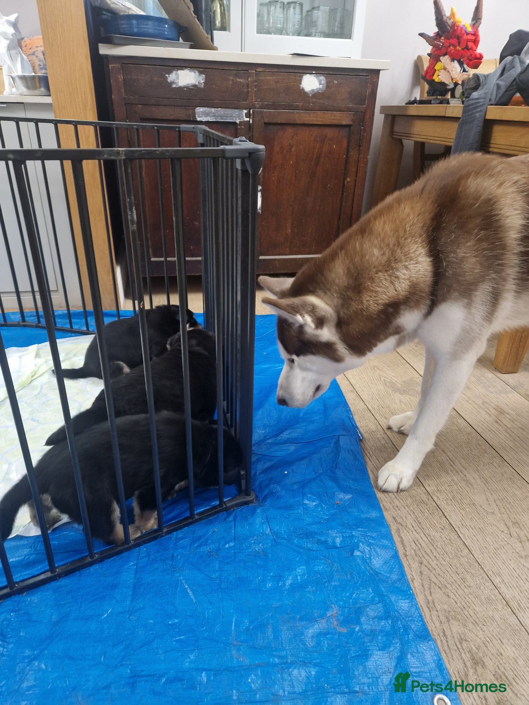 Mixed Breed dogs for sale: Adorable Rottsky Pups - Image 13