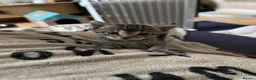 Bengal cats for sale: Cashmere bengals - Advert 21
