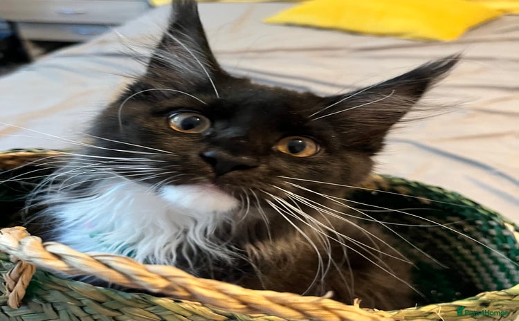 Maine Coon cats - Advert 1