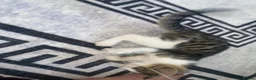Mixed Breed cats for sale: little female tortoise shell kitten - Advert 5