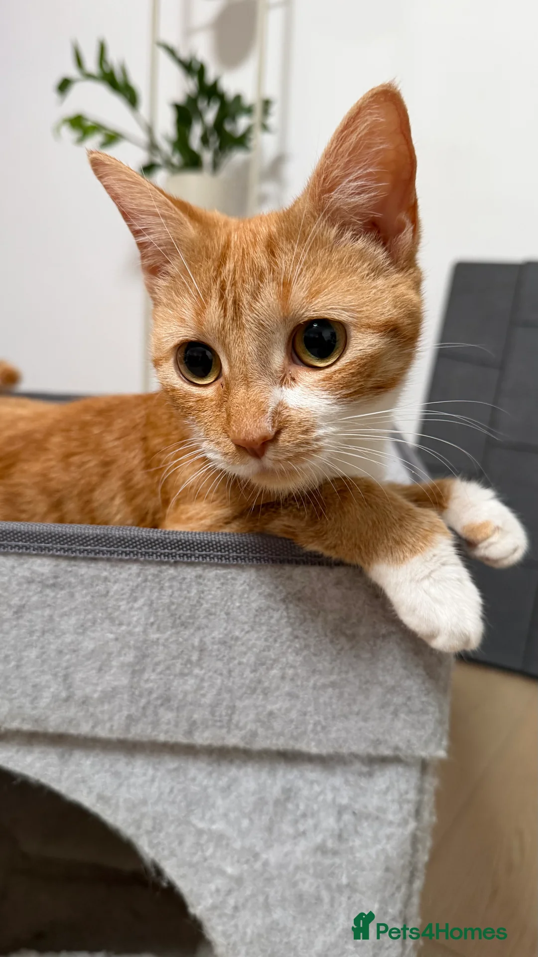 Domestic Shorthair cats for sale: Tortie cat, & and ginger  - Advert 2