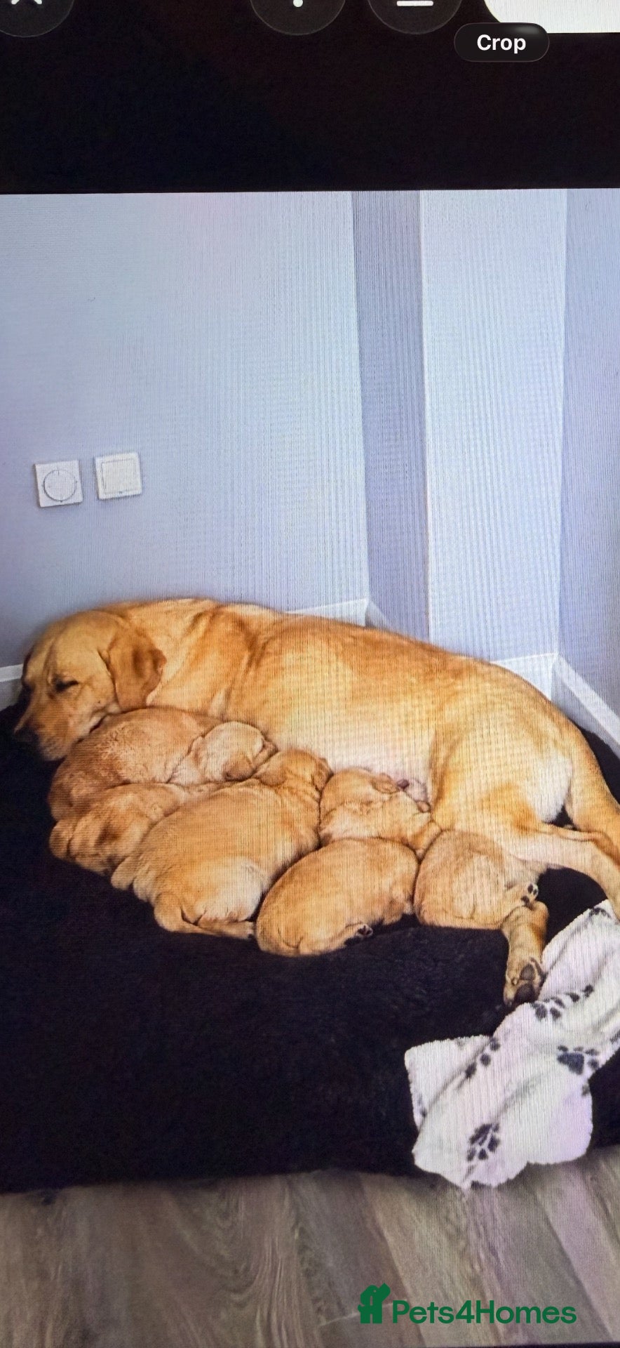Labrador Retriever dogs Labrador  - Advert 4