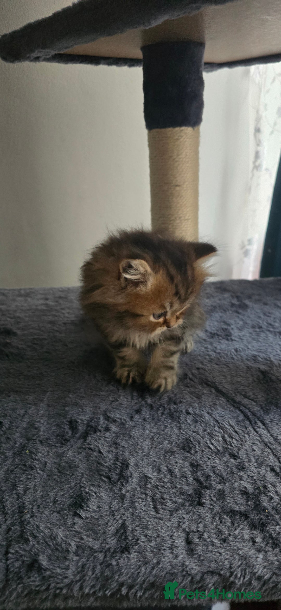 Persian cats for sale: Persian Kittens for Sale – Fluffy Bundles of Joy - Image 24