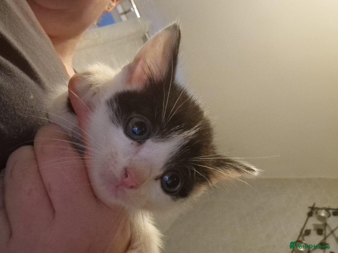 Mixed Breed cats for sale: £50 for a pair READY NOW 8 week old kittens - Image 11