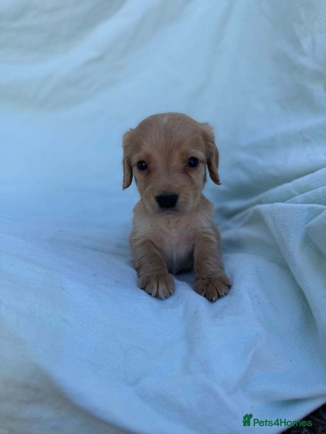 Cocker Spaniel dogs for sale: Beautiful cocker spaniels puppies for sale - Image 20