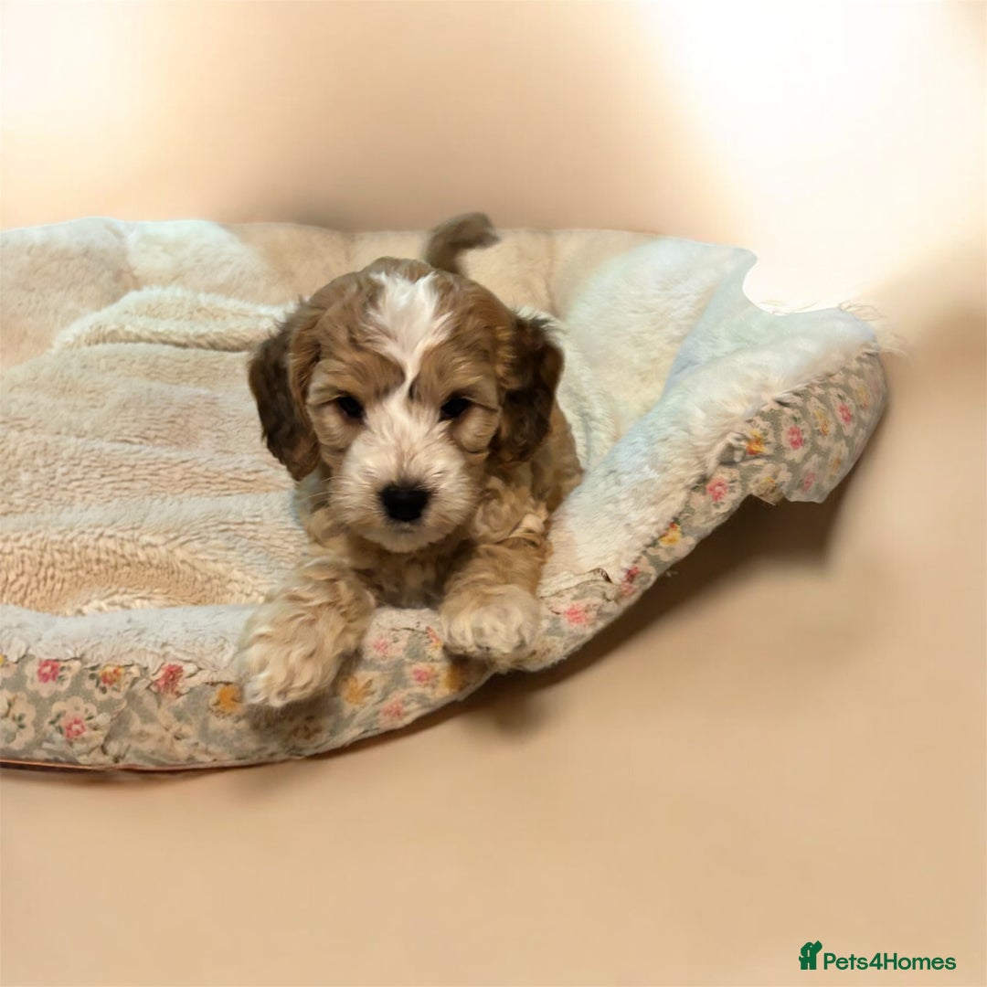 Cockapoo dogs for sale: 🌼 a beautiful litter of 6 cockerpoos/poodles - Advert 10