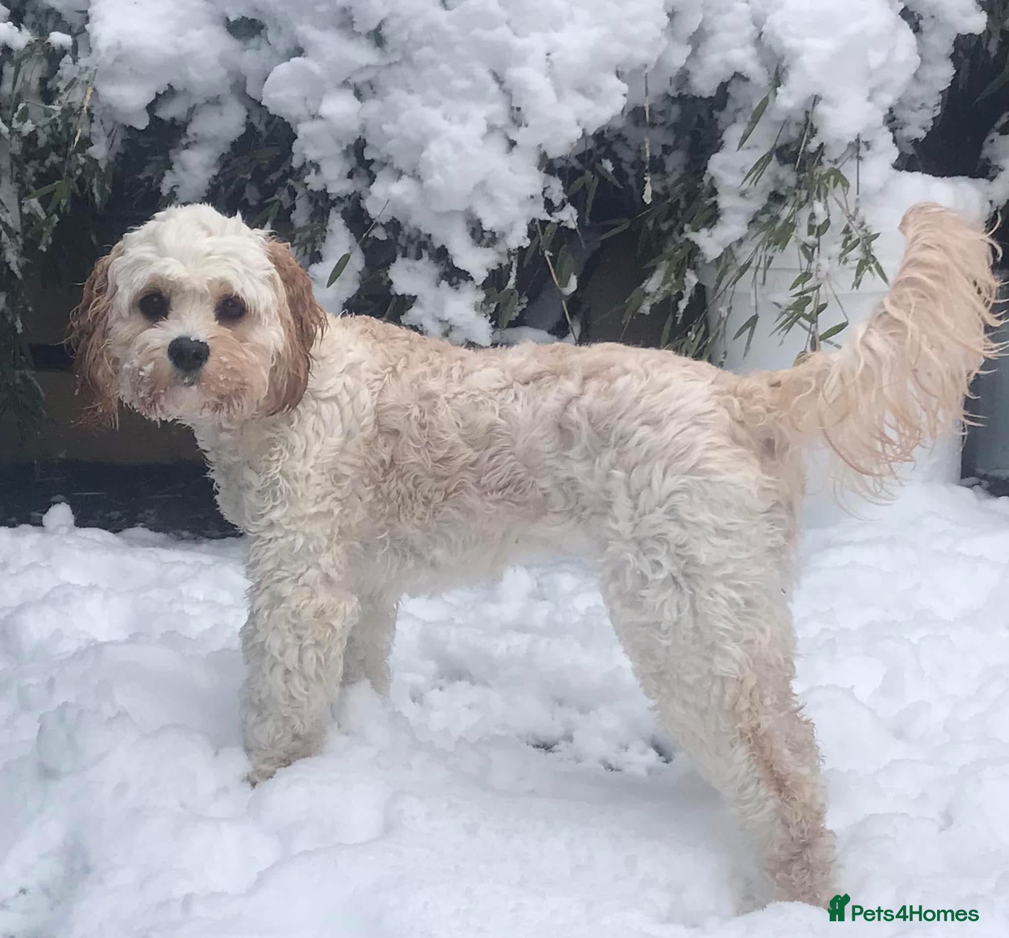 Cavapoo dogs  CAVAPOOCHONS DUE 12/1/26 Health tested parents 🐶 - Advert 7