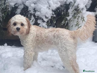 Cavapoo dogs CAVAPOOCHONS DUE 12/1/26 Health tested parents 🐶 - Advert 8