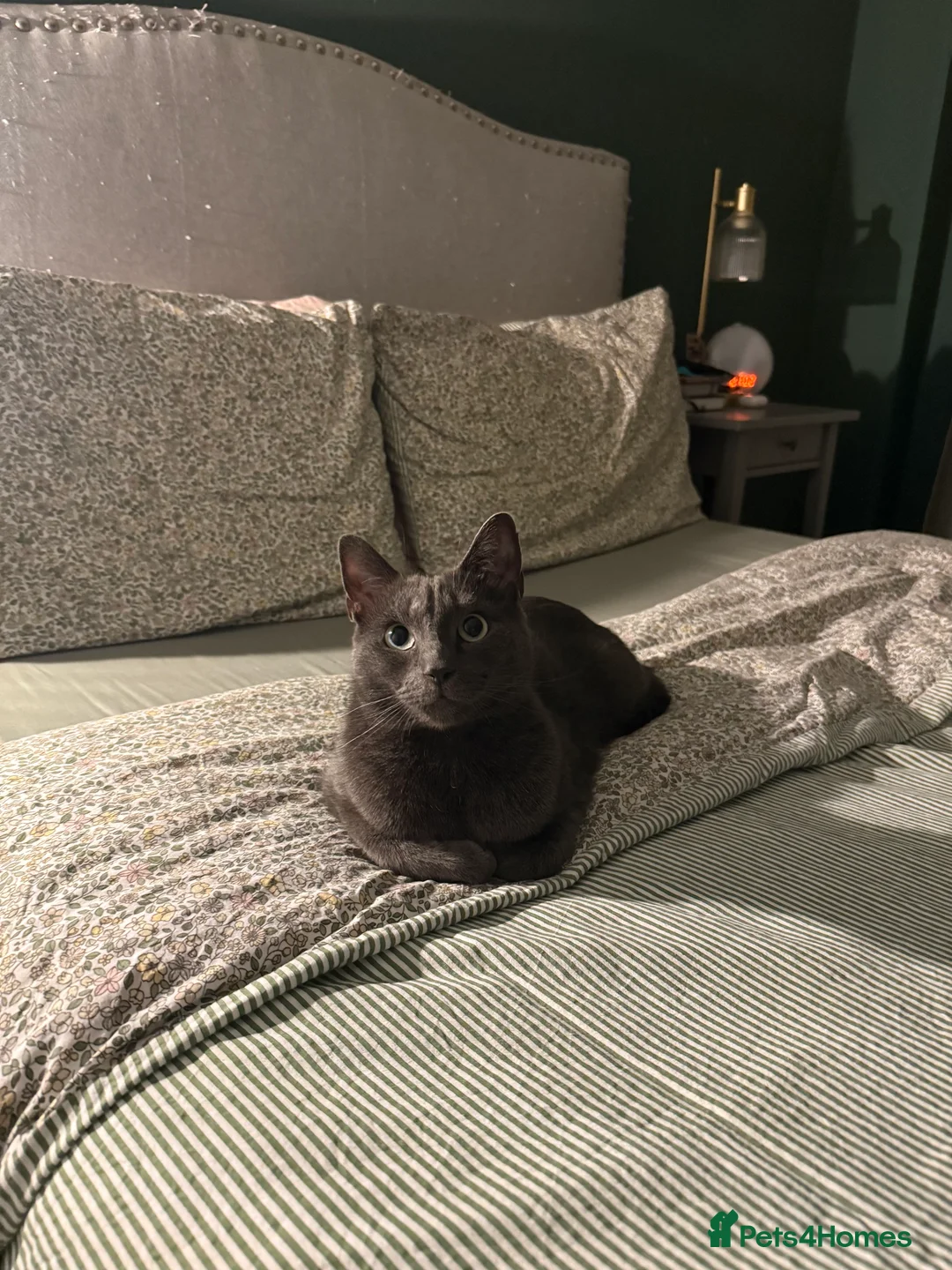 Mixed Breed cats for sale: Affectionate indoor cat looking for loving home - Advert 6