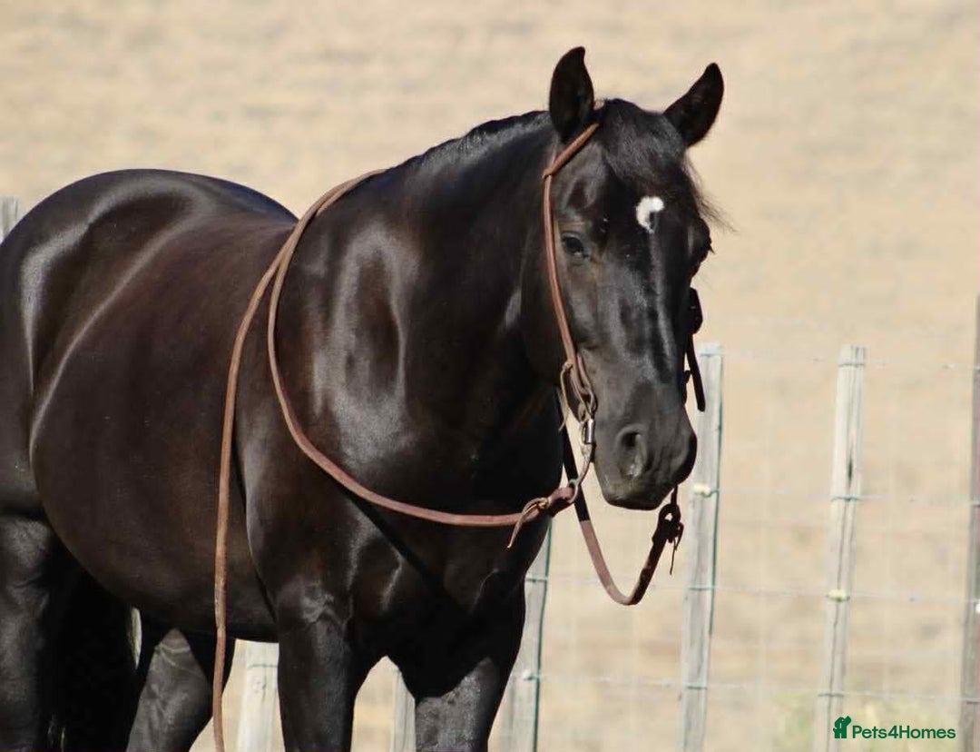 American Quarter horses for sale: Black Quarter Horse "BlackJack" - Image 2
