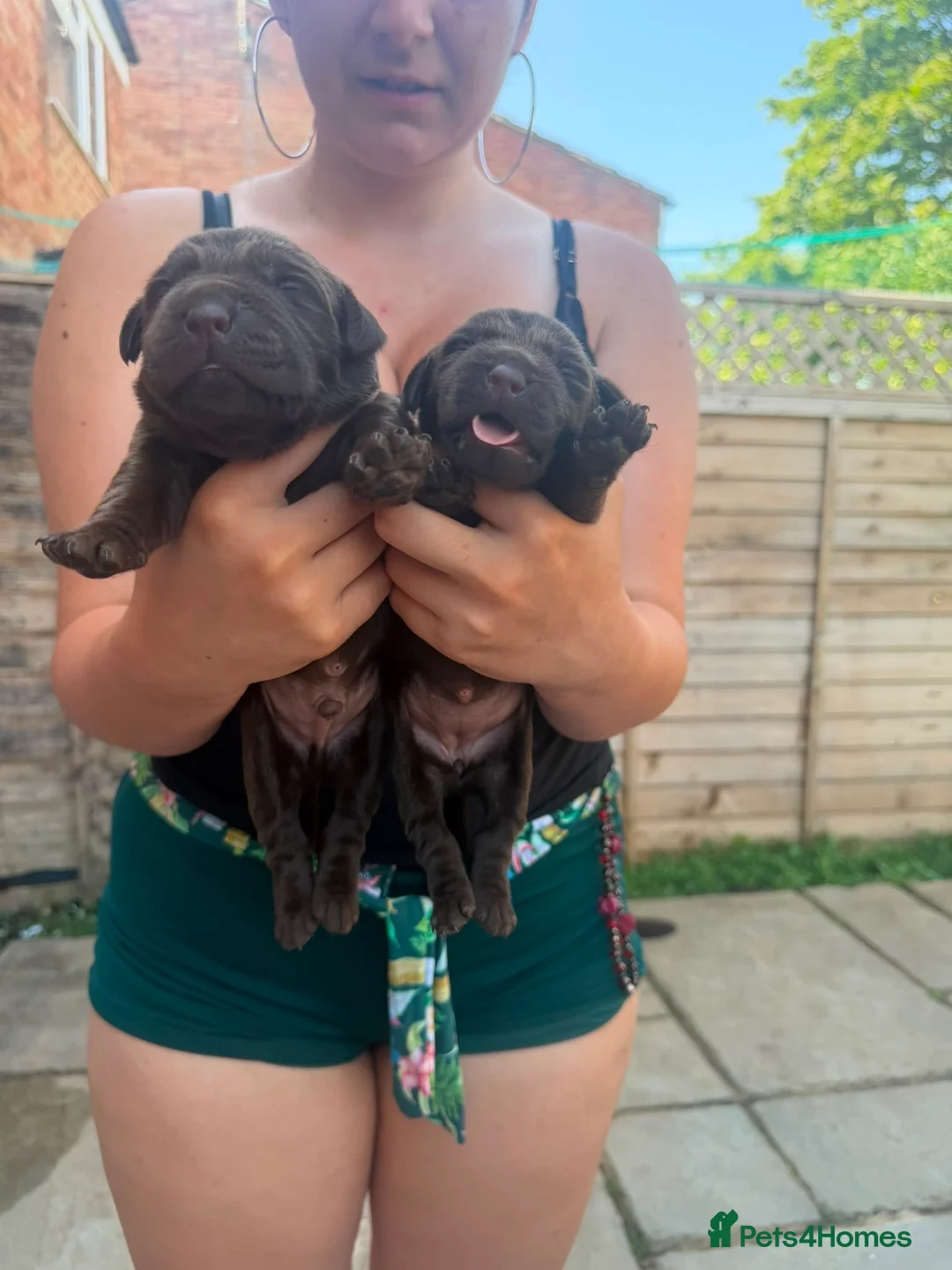 Labrador Retriever dogs for sale: Adorable Labrador Retriever Puppies 🐾 - Advert 2
