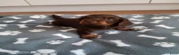 Miniature Dachshund dogs for sale: Beautiful miniature dachshund puppies  in Cannock - Advert 9