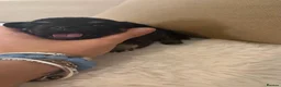 Chihuahua dogs for sale: 🐾 Adorable Chihuahua Puppies for Sale 🐾 - Advert 11