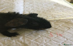 Guinea Pig rodents for sale:  skinny pigs  in Lewes - Image 30