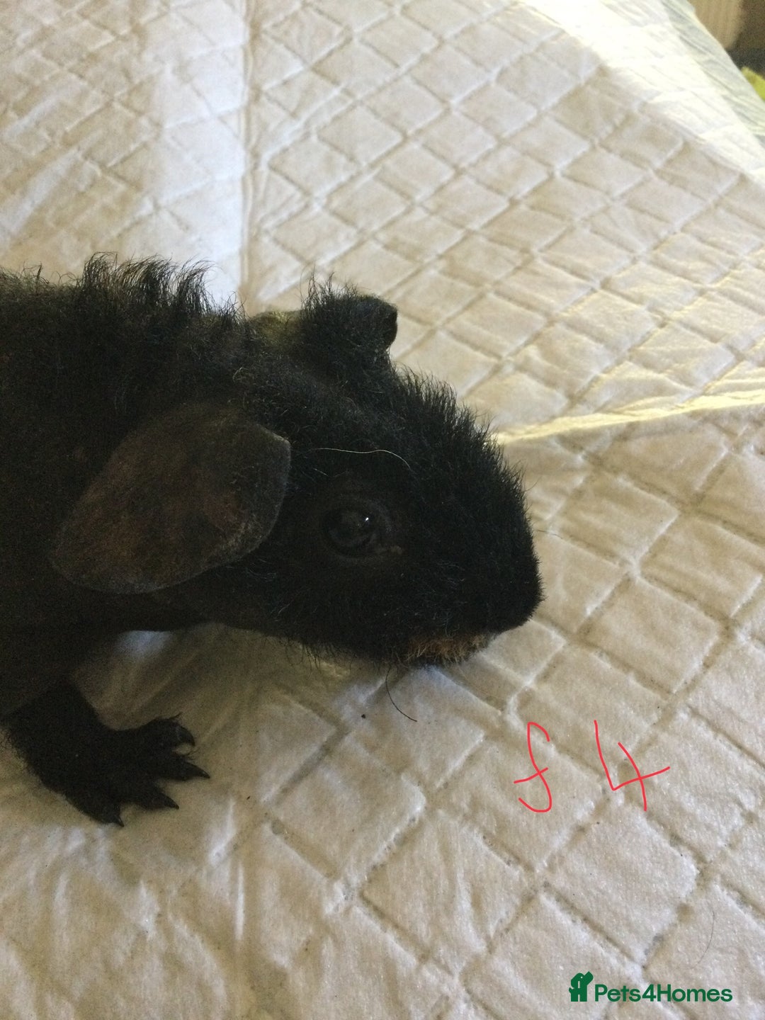 Guinea Pig rodents for sale:  skinny pigs  in Lewes - Image 30