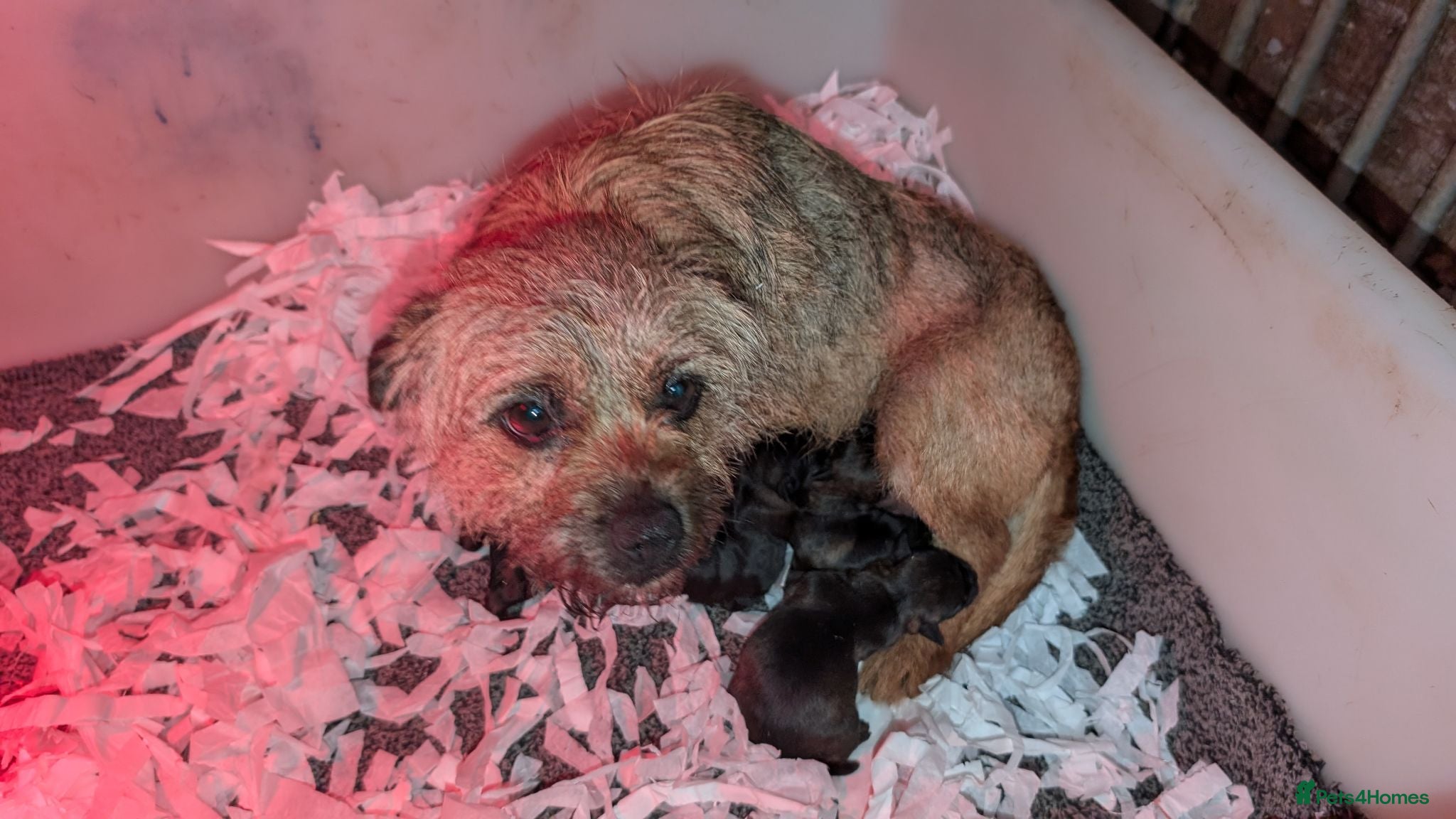 Border Terrier dogs Beautiful Border Terrier Pups (KC Reg) - Advert 2