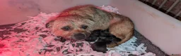 Border Terrier dogs for sale: Beautiful Border Terrier Pups (KC Reg) - Advert 3