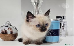 Ragdoll cats for sale: Stunning ragdoll kittens  - Image 34