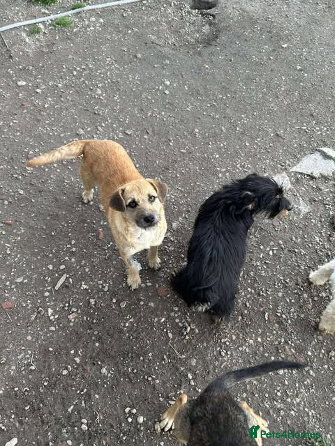 Mixed Breed dogs for adoption: Rescue boy Ethan is looking for his forever home - Advert 14