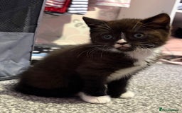 British Shorthair cats for sale: Luna’s Litter 🩶 - Image 6