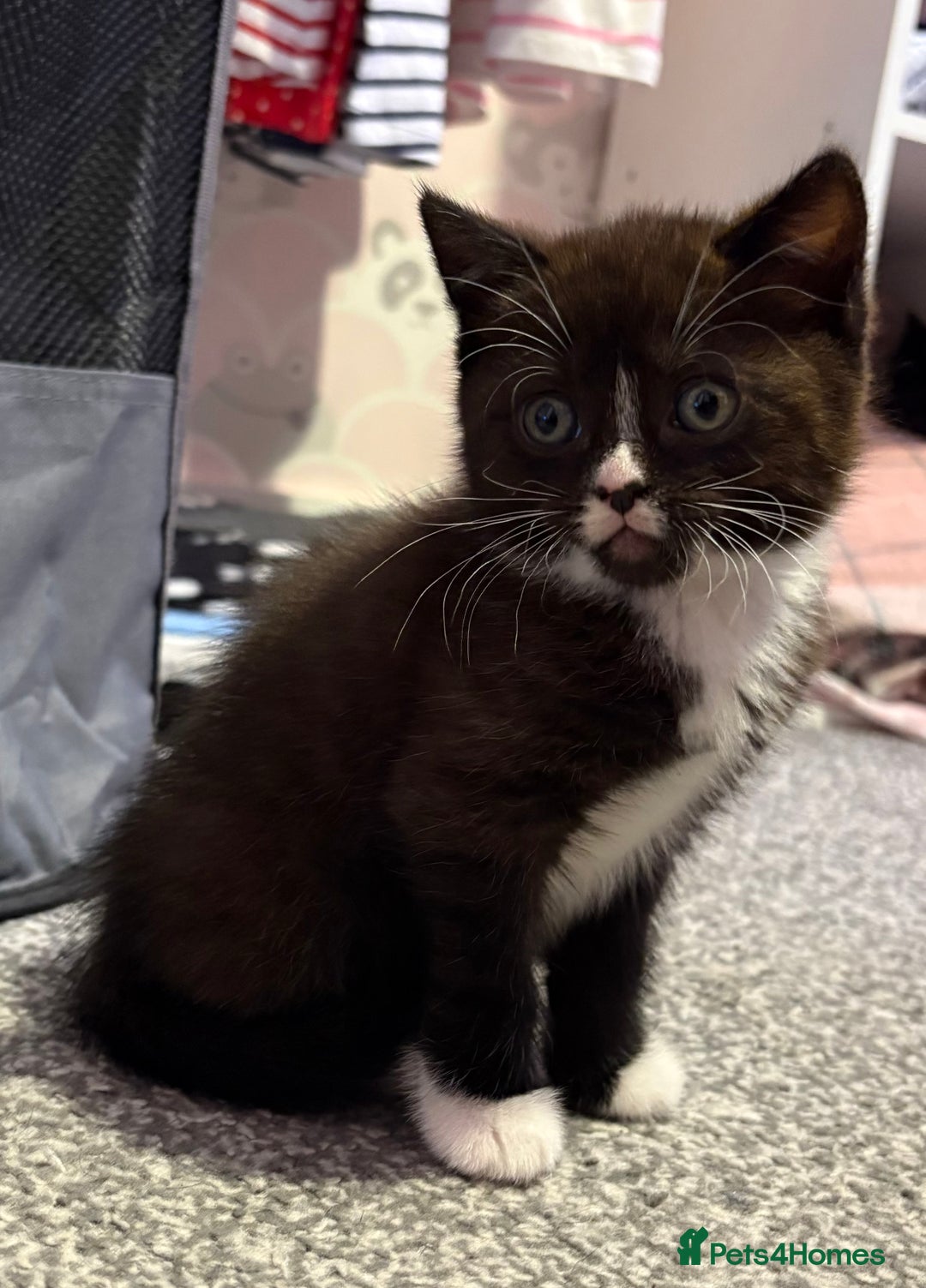 British Shorthair cats for sale: Luna’s Litter 🩶 - Image 6