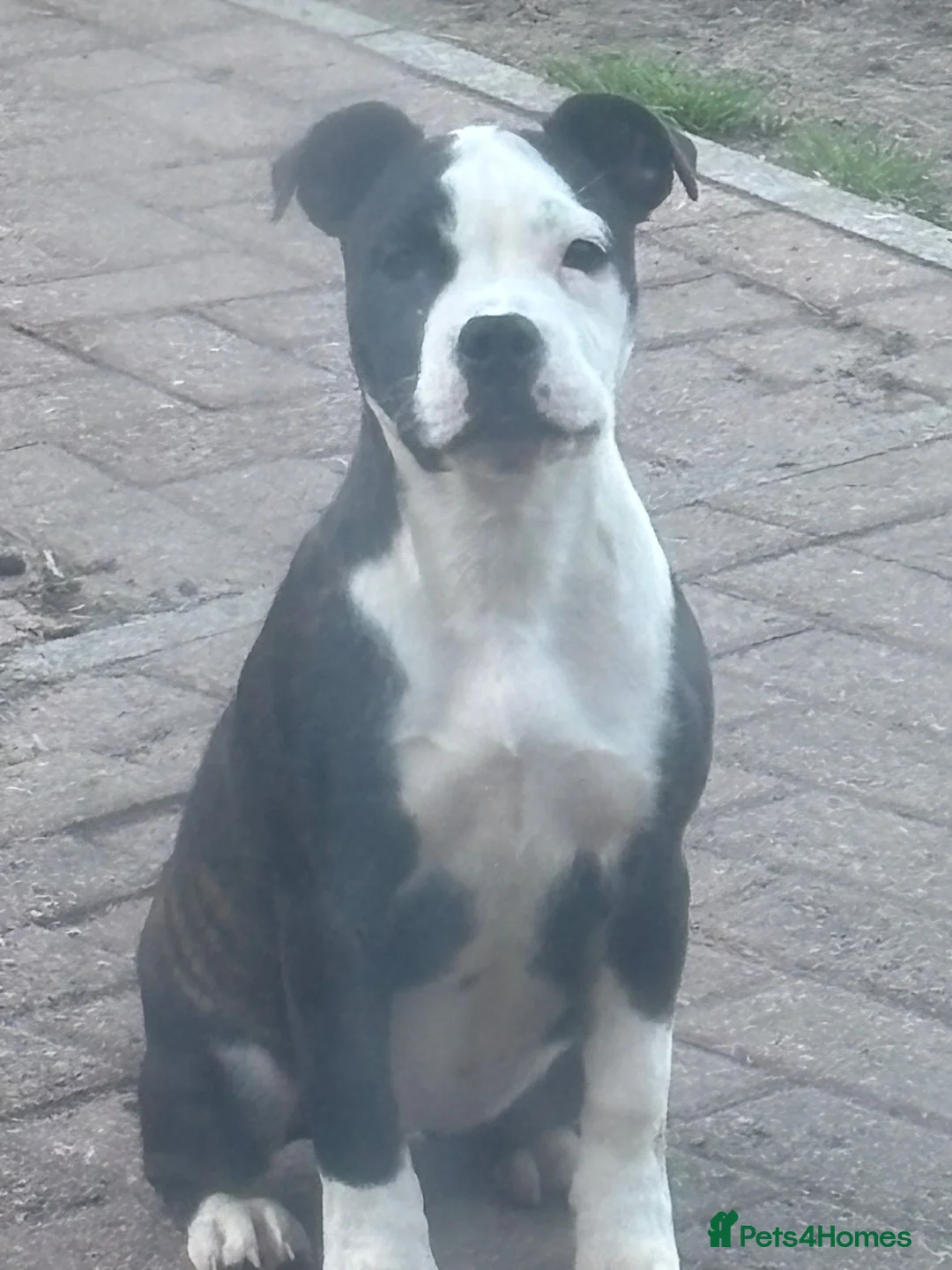 Mixed Breed dogs for sale: Big beautiful Bull Staffs  - Advert 2