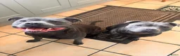 Staffordshire Bull Terrier dogs for sale: READY NOW! Chunky Staffordshire bull terrier pups - Advert 6