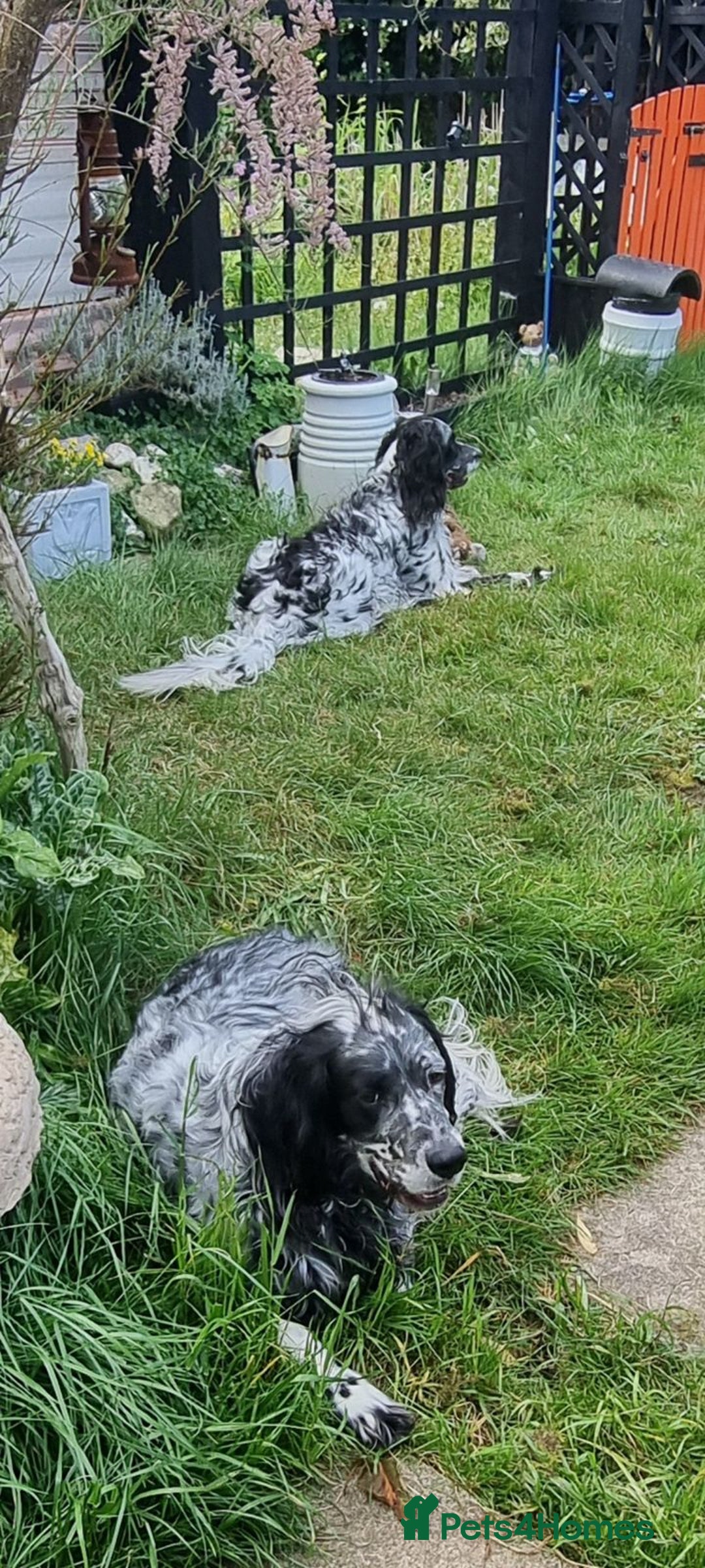 English Setter dogs for adoption: Evo and Rock - Image 8