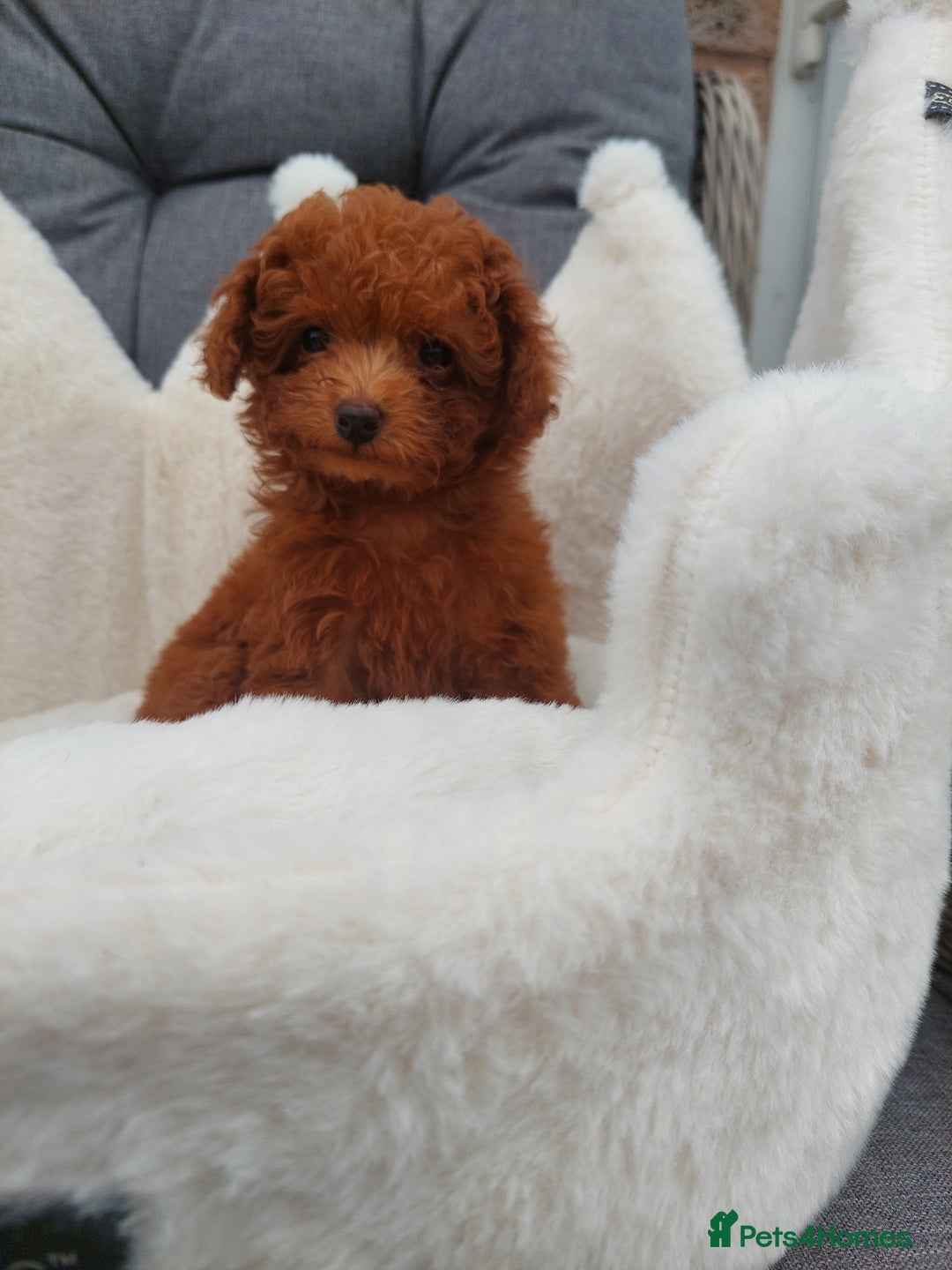 Toy Poodle dogs for sale: Full Asian poodle  - Image 3
