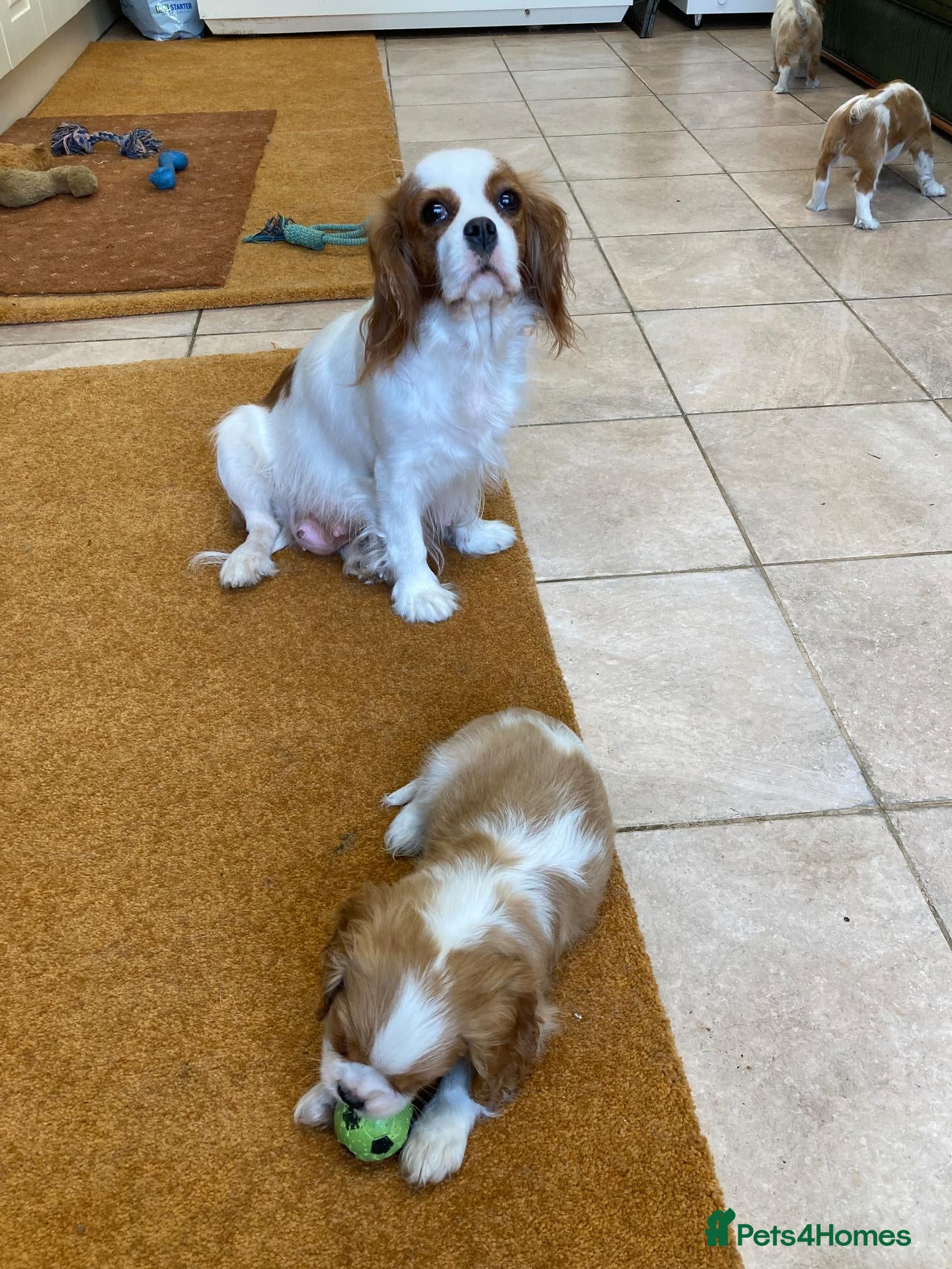 Cavalier King Charles Spaniel dogs Beautiful KC blenheim pups - health tested parents - Advert 1