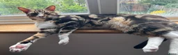 British Shorthair cats for sale: 1x British Shorthair| 2x Bengal Cats  - Advert 12