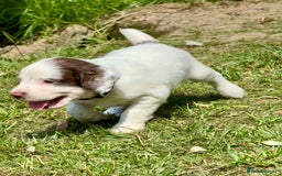 English Springer Spaniel dogs for sale: FTAW Bred Puppies from excellent lines - Image 14