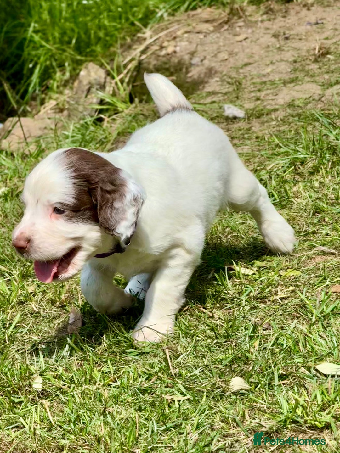 English Springer Spaniel dogs for sale: FTAW Bred Puppies from excellent lines - Image 14
