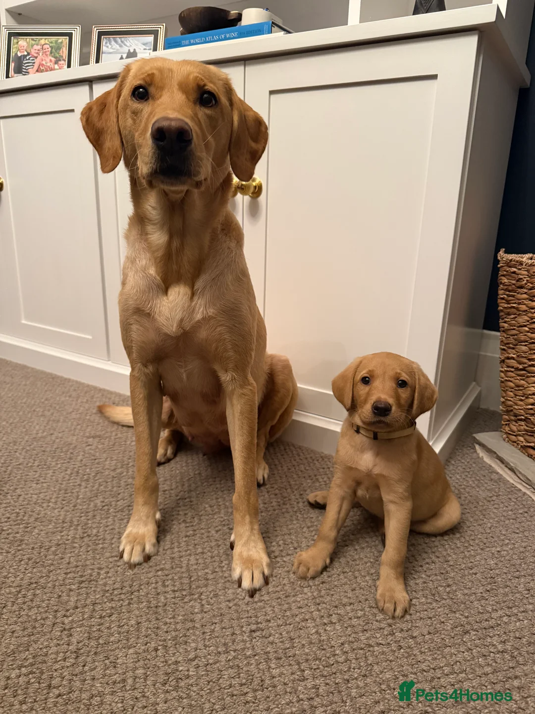 Labrador Retriever dogs for sale: KC Registered Labrador Bitch Puppy - Advert 9