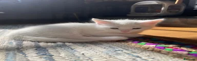 Mixed Breed Kitten 2