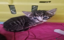 European cats for sale: 6 Kittens ready to find their new homes!! - Image 4
