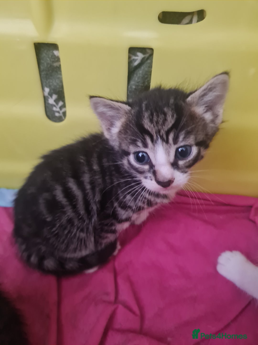 European cats for sale: 6 Kittens ready to find their new homes!! - Image 4