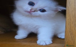 British Shorthair cats for sale: 1 TICA REG BSH GOLDEN COLOURPOINT POINT  - Image 22