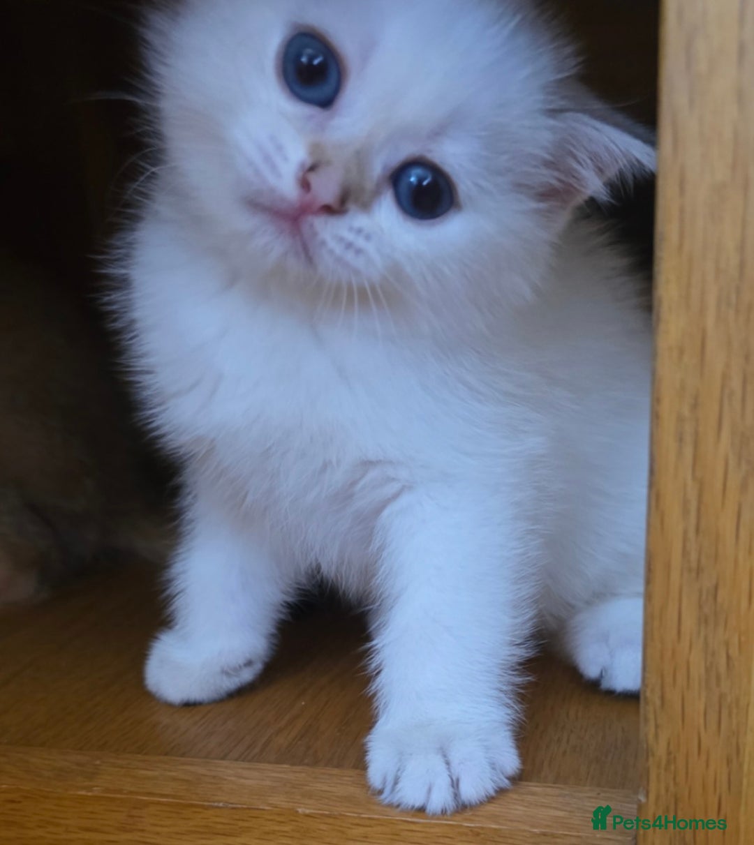 British Shorthair cats for sale: 1 TICA REG BSH GOLDEN COLOURPOINT POINT  - Image 22