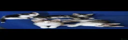 Mixed Breed cats for sale: 🩷 Tabby Kittens 🩷 - Advert 4