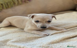Whippet dogs for sale: KC Whippet puppies - Image 3