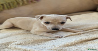 Whippet dogs - Advert 9