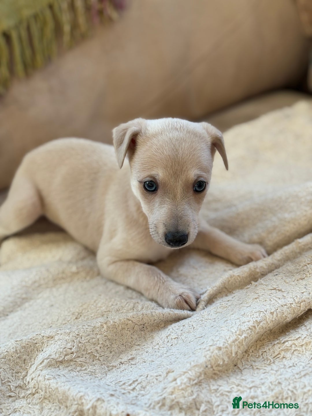 Whippet dogs for sale: KC Whippet puppies - Image 3