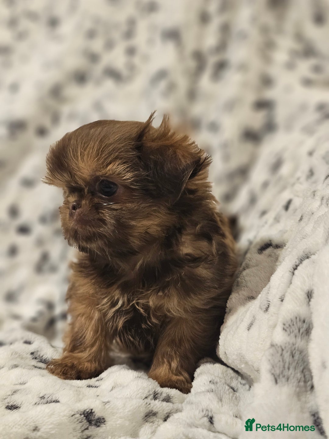 Shih Tzu dogs for sale: Beautiful shih tzu puppies  - Advert 25