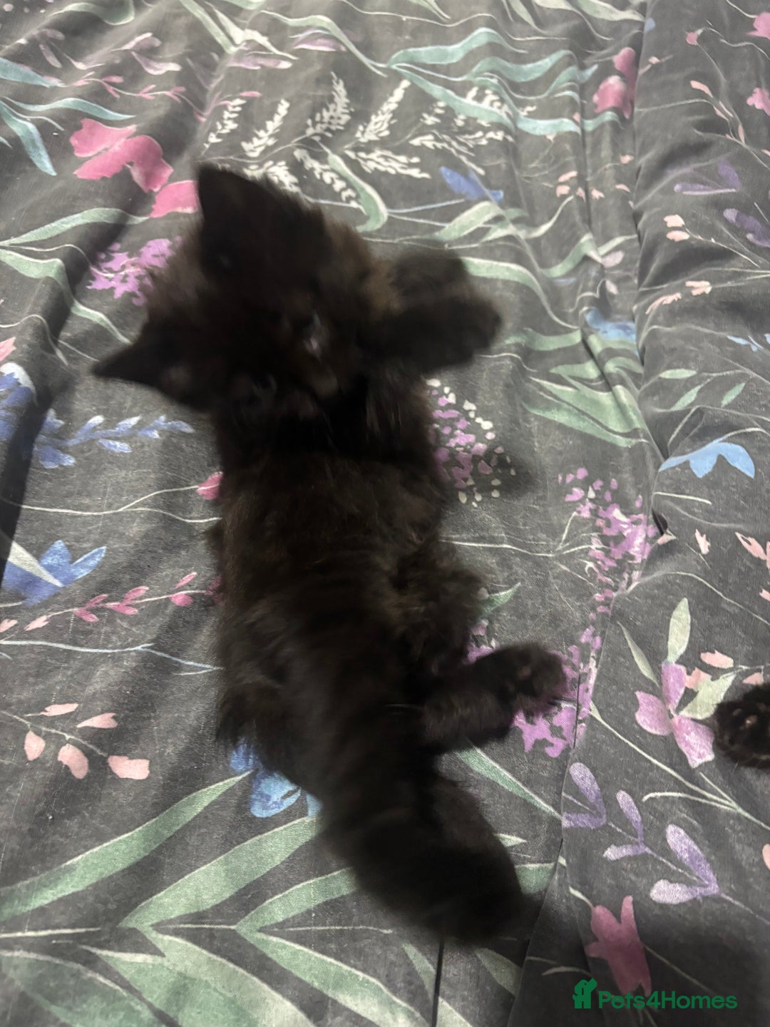 Mixed Breed cats for sale: Gorgeous fluffy kittens ready now - Image 6