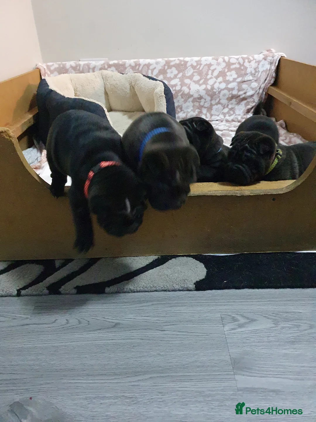 Shar Pei dogs for sale: Stunning KC Registered Shar Pei puppies - Advert 26