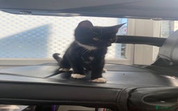 Mixed Breed cats for sale: Kitten for sale  - Image 3
