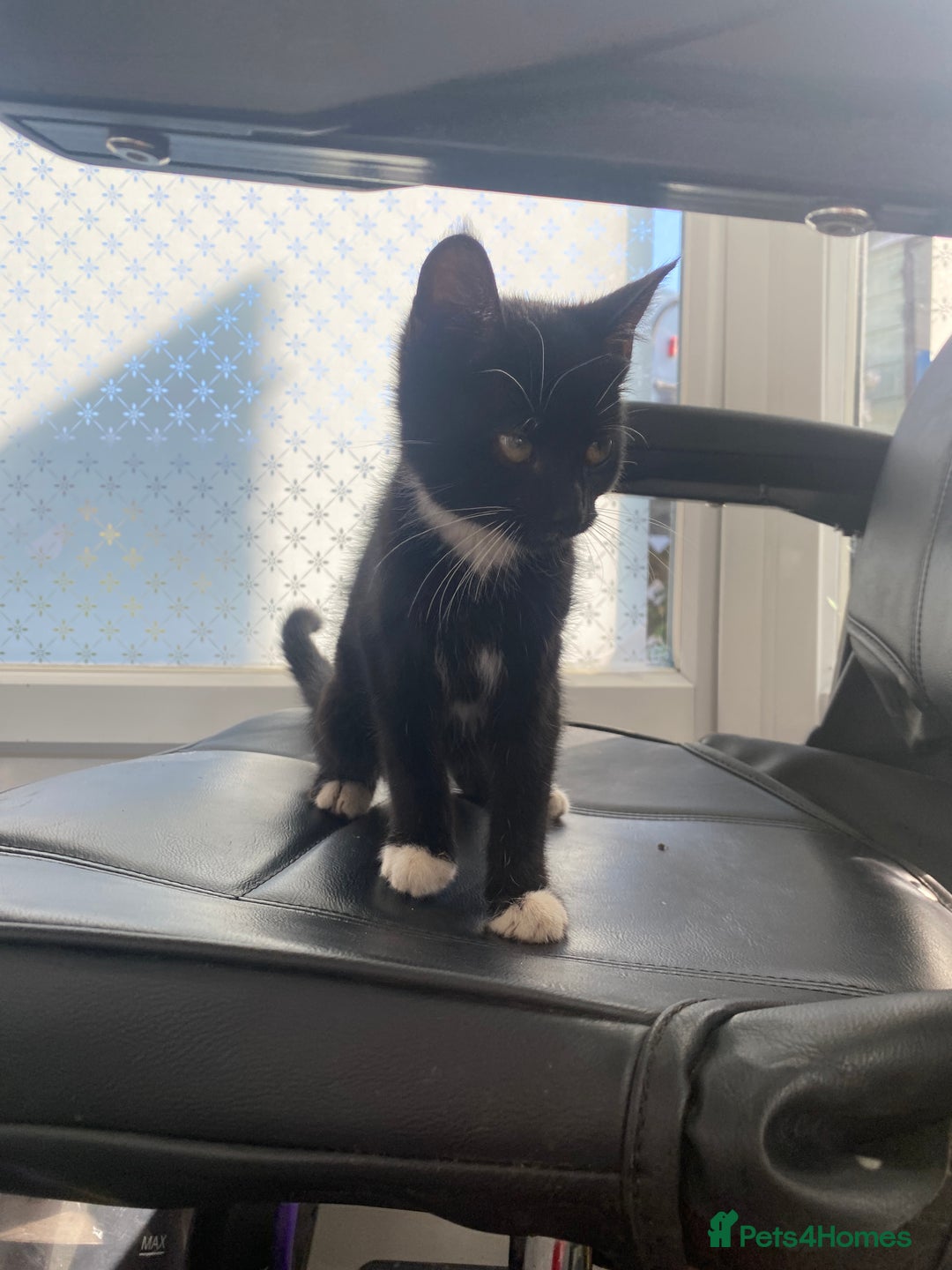 Mixed Breed cats for sale: Kitten for sale  - Image 3
