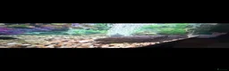 Axolotl reptiles for sale: Axolotyl Female Adult  - Advert 3