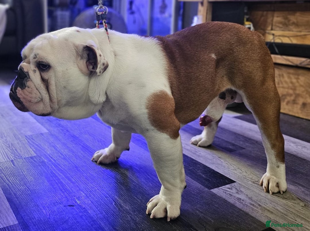 English Bulldog dogs for stud: Champion sired silver Health Tested Bulldog Stud - Advert 4